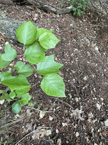 Styrax platanifolius