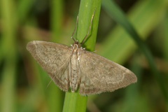 Anania fuscalis