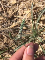 Plantago wrightiana