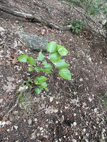 Styrax platanifolius, photograph 2