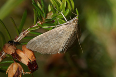 Anania fuscalis