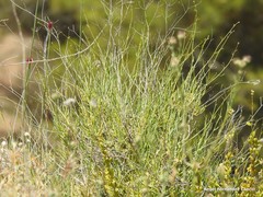 Bupleurum fruticescens