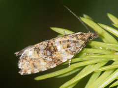 Phiaris micana