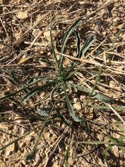 Plantago wrightiana