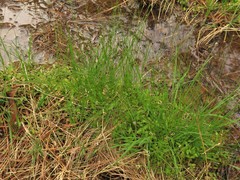 Eleocharis compressa