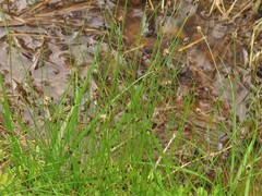 Eleocharis compressa