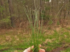 Eleocharis compressa