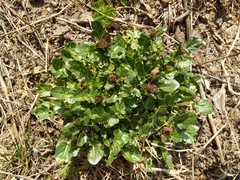 Barbarea vulgaris