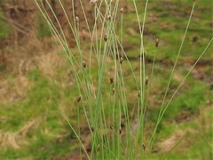 Eleocharis compressa