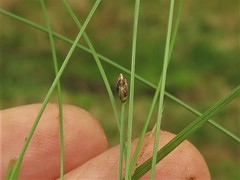 Eleocharis compressa