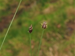 Eleocharis compressa