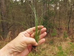 Eleocharis compressa