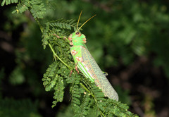Tropidacris collaris