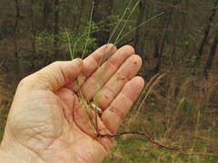 Eleocharis compressa