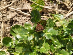 Barbarea vulgaris