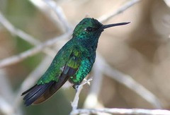 Chlorostilbon mellisugus