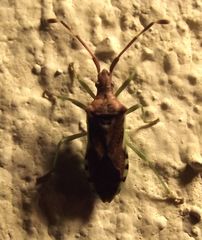Gonocerus juniperi