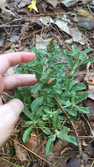 Gamochaeta calviceps