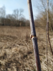 Acer negundo