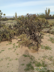 Cylindropuntia cholla
