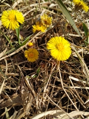 Tussilago farfara