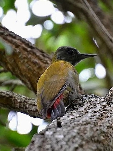 Olive Woodpecker (Dendropicos griseocephalus), photo 4