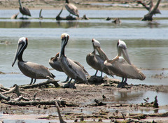 Pelecanus occidentalis