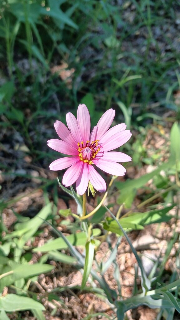Tragopogon malikus