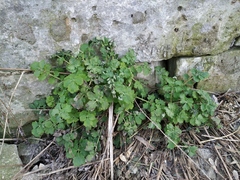Chelidonium majus
