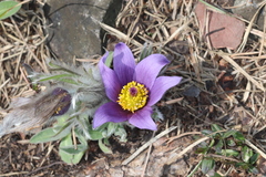 Pulsatilla halleri styriaca
