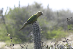 Eupsittula pertinax margaritensis