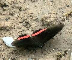 Biblis