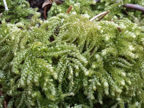 Representative image of Eurhynchium