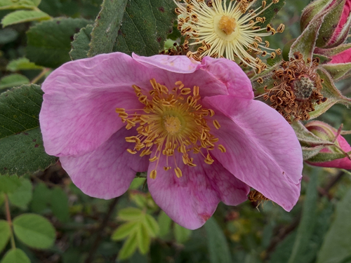iNaturalist observation photo of California Wild Rose