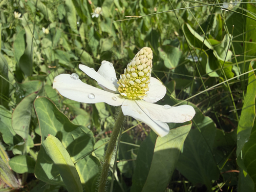 iNaturalist observation photo of Yerba Mansa