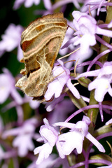 Euchalcia variabilis