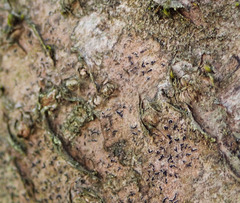 Pseudoschismatomma rufescens