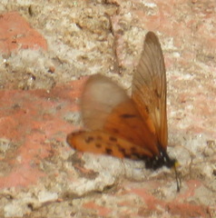 Acraea horta