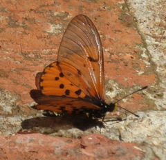 Acraea horta