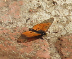 Acraea horta