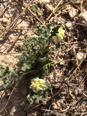 Chamaesaracha coniodes