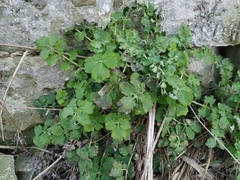 Chelidonium majus
