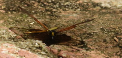 Acraea horta