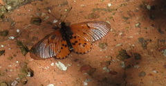 Acraea horta