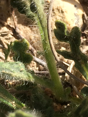 Chamaesaracha coniodes