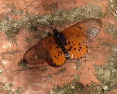 Acraea horta