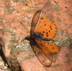 Acraea horta