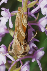 Euchalcia variabilis