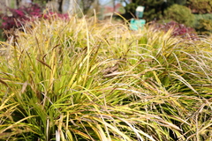Carex oshimensis