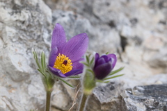 Pulsatilla halleri styriaca